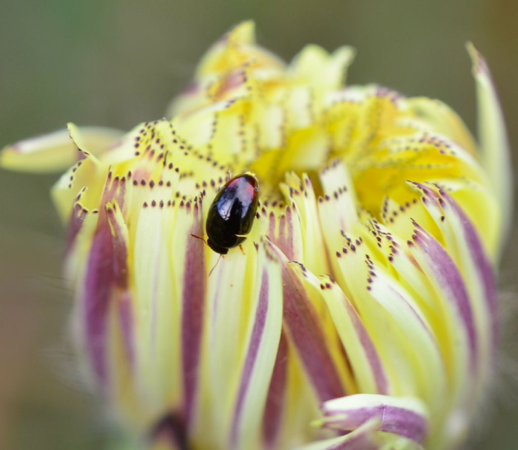 Phalacridae: Olibrus bicolor (cfr.)